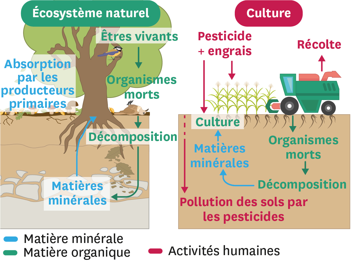 Écosystème