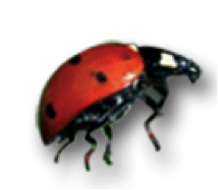 coccinelle