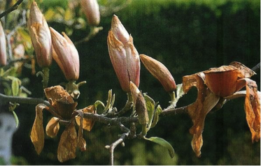 degats_magnolia