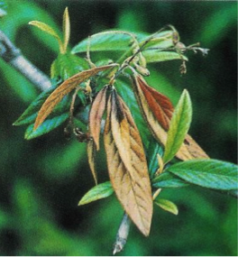 feu_bacterien_cotoneaster