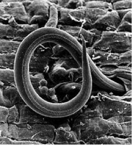 nematodes_1