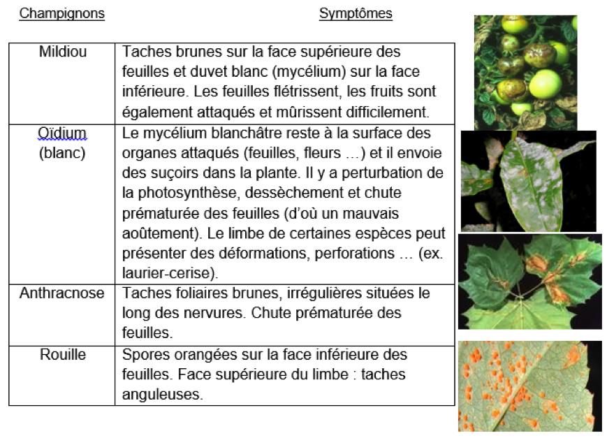 champignons_2