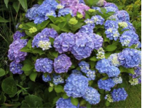 hydrangea_macrophyla