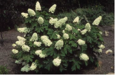 hydrangea_quercifolia