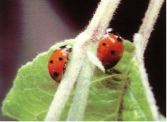 coccinelle_7points